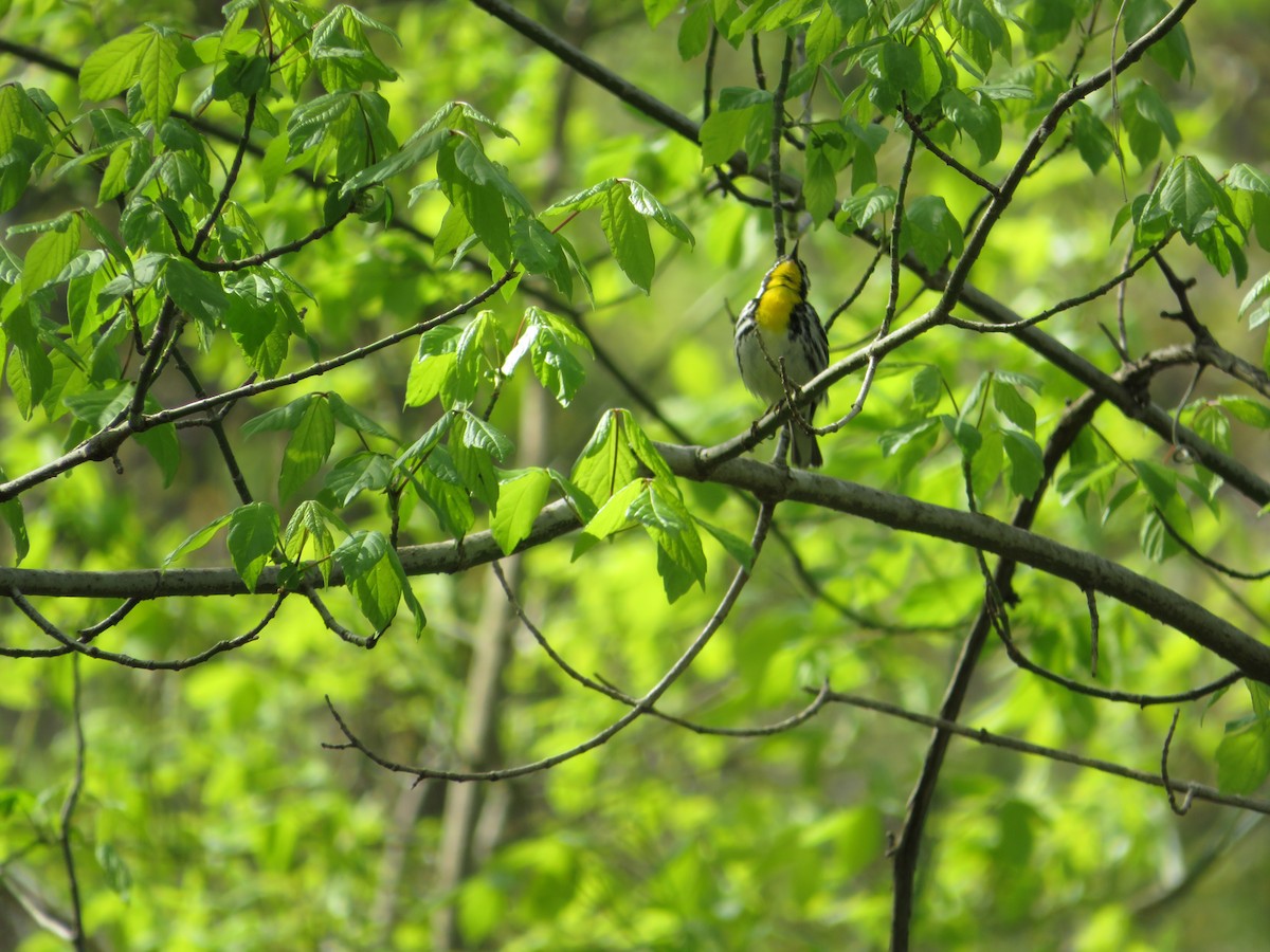 Yellow-throated Warbler - ML620222591