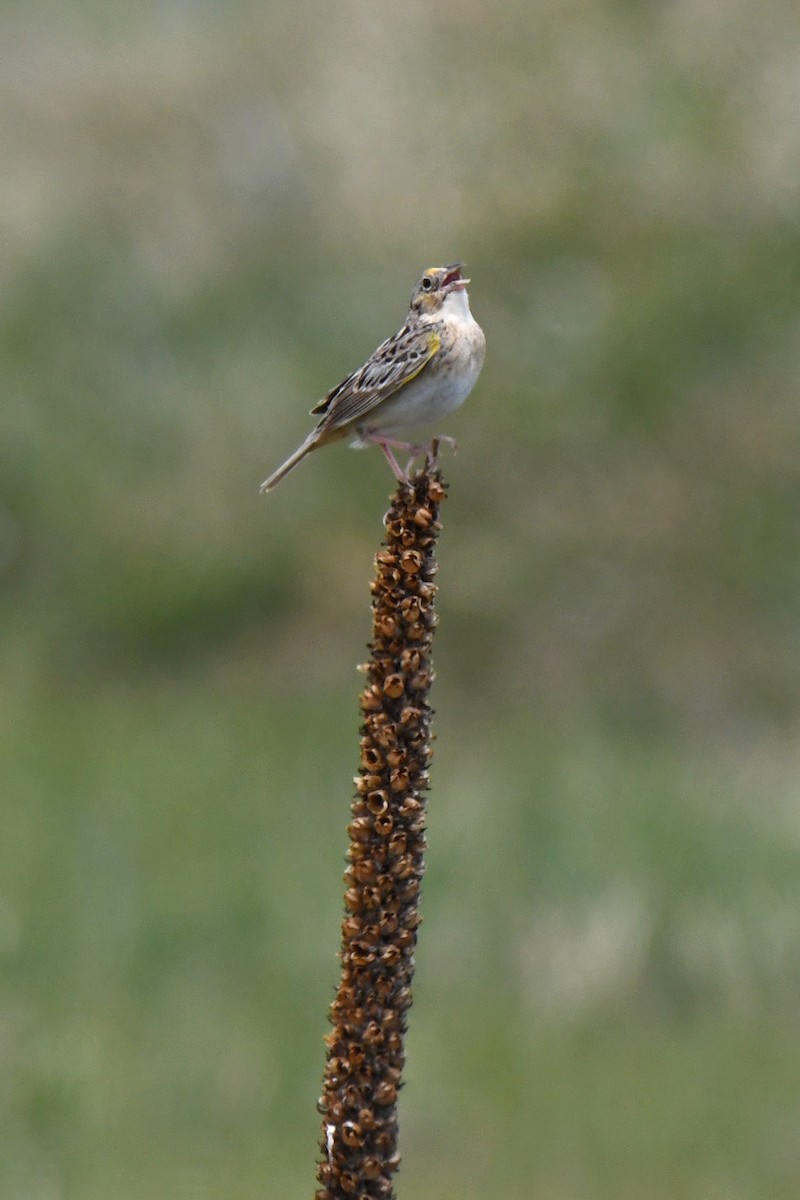 Grasshopper Sparrow - ML620222595