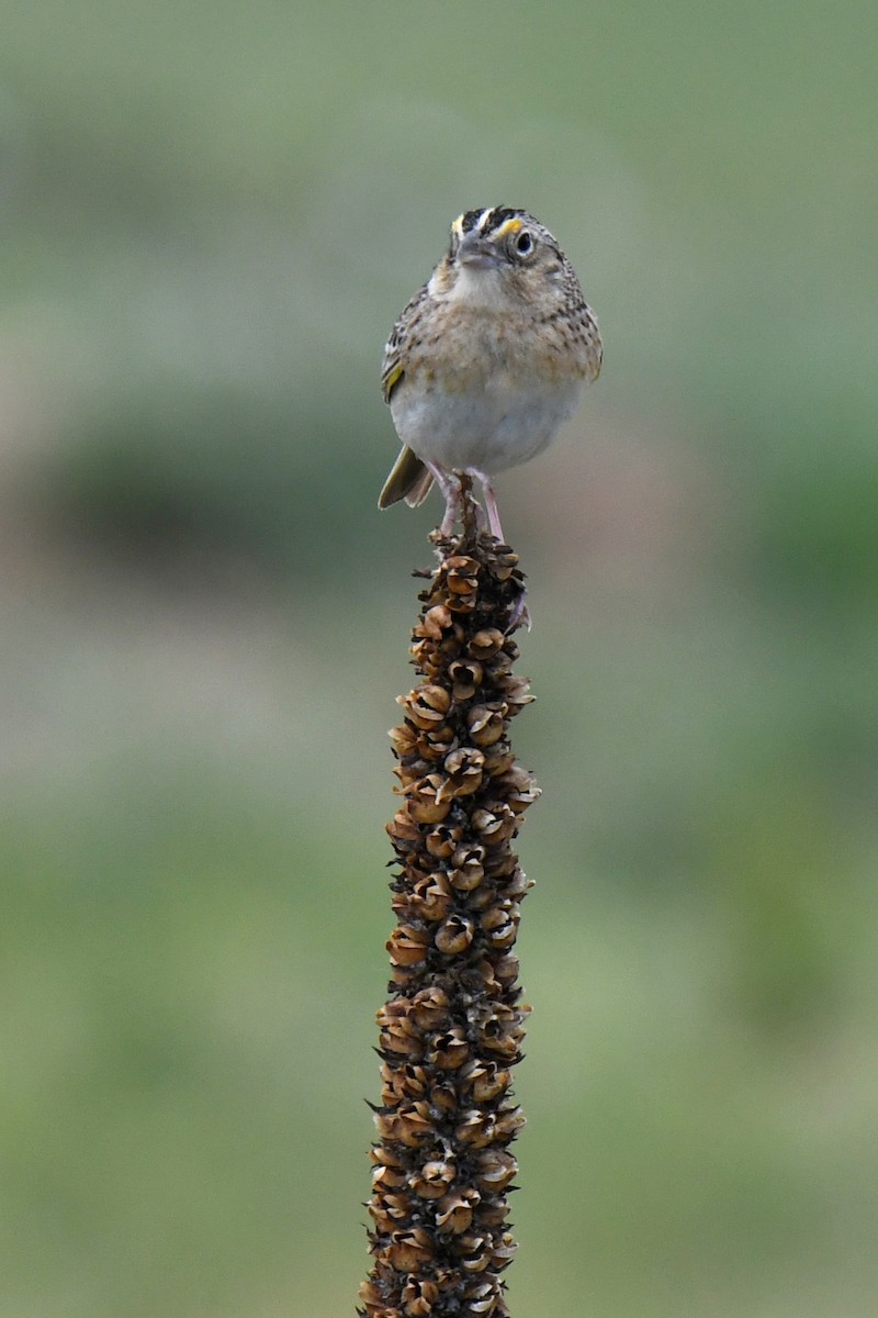 Grasshopper Sparrow - ML620222596