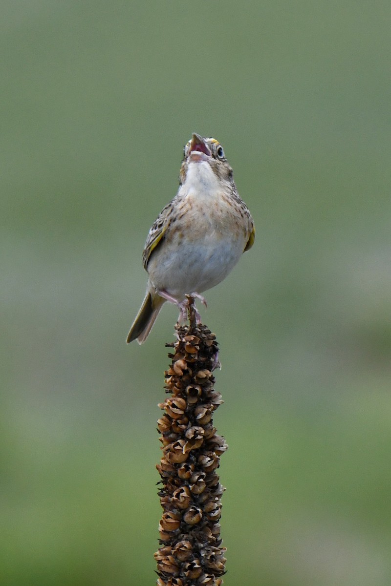 Grasshopper Sparrow - ML620222597
