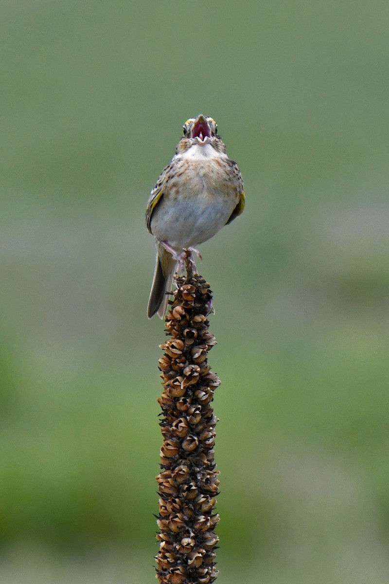 Grasshopper Sparrow - ML620222598