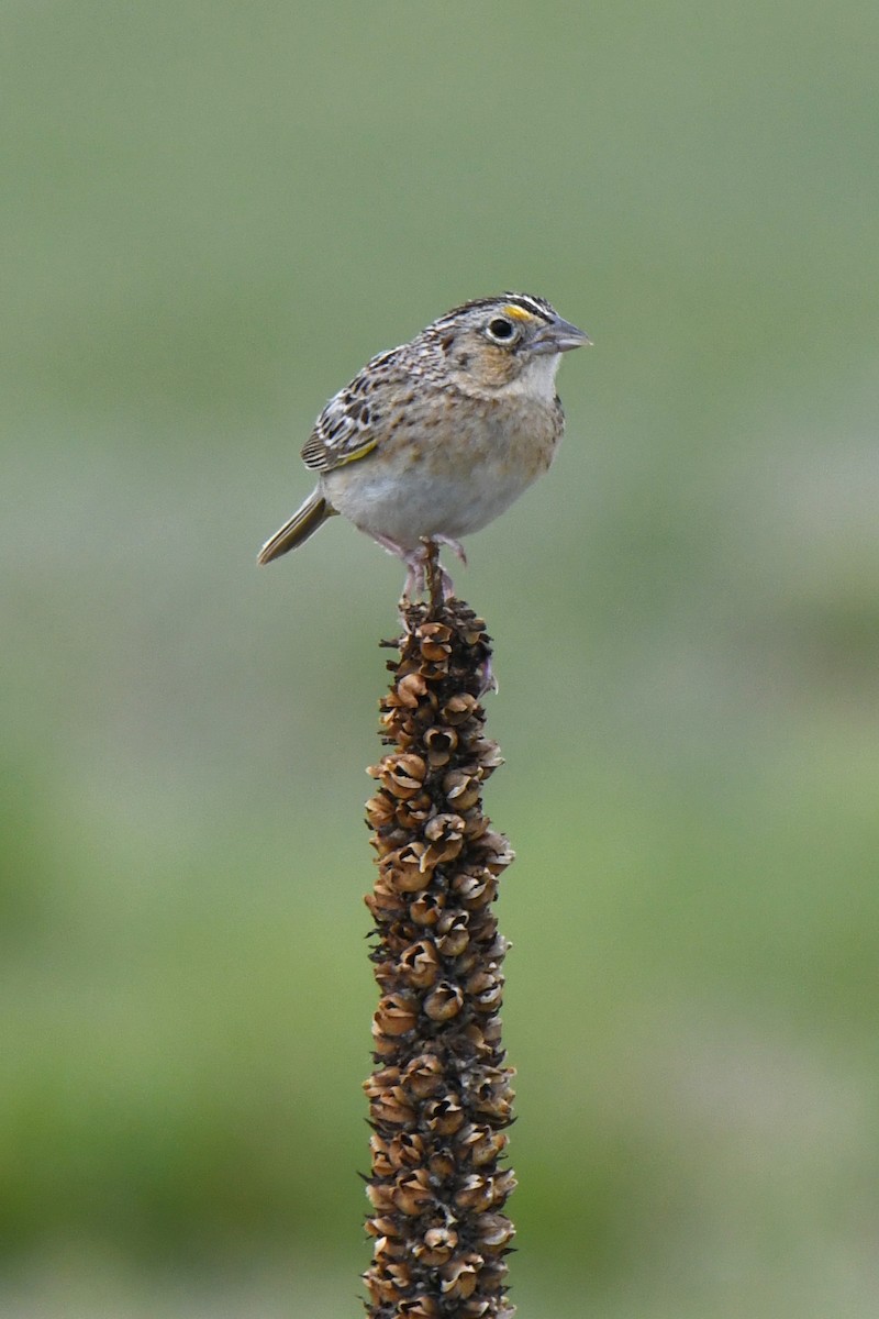 Grasshopper Sparrow - ML620222599