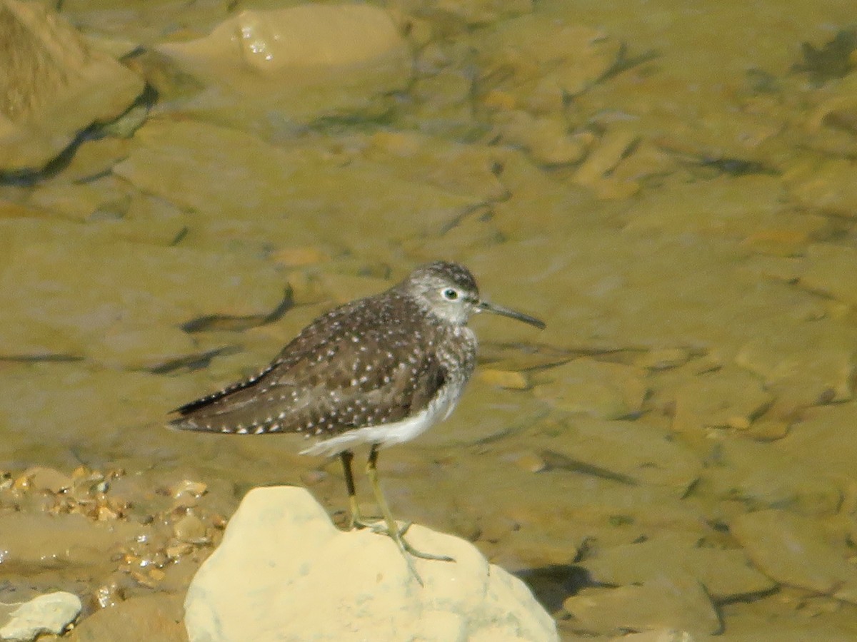 Solitary Sandpiper - Avery Blumenthal