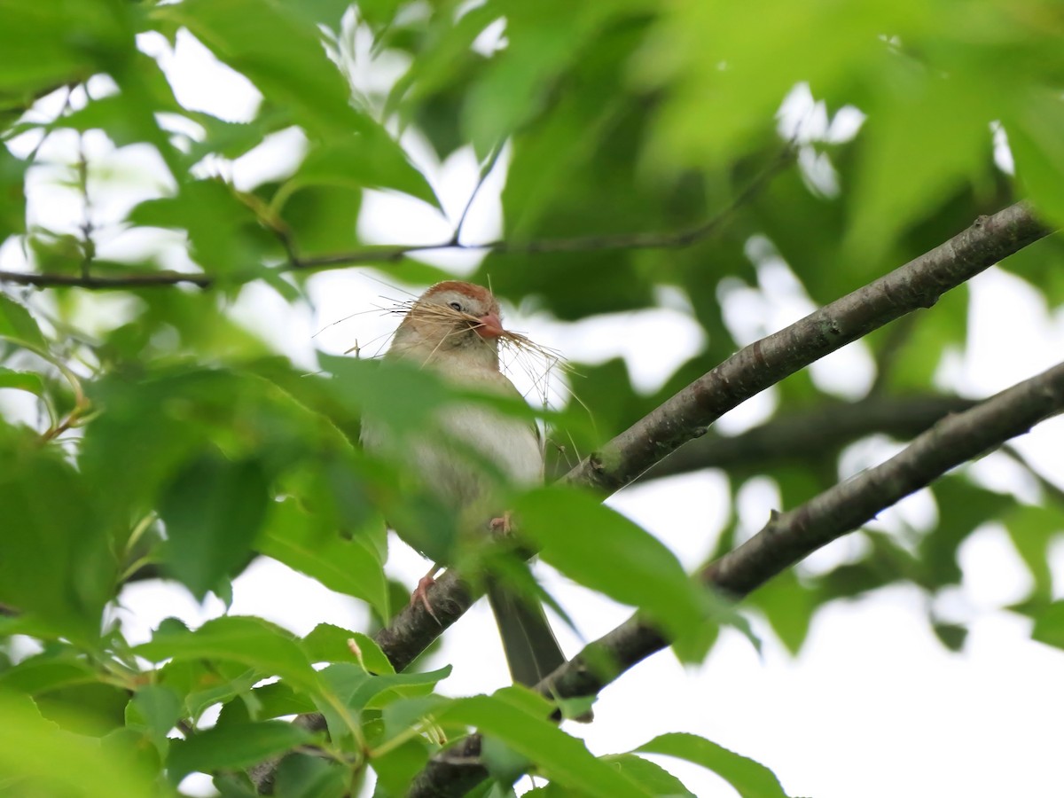 Field Sparrow - ML620222606