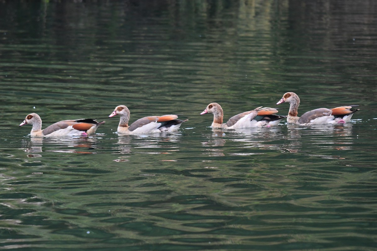 Egyptian Goose - ML620222610