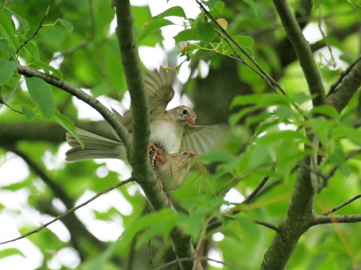 Field Sparrow - ML620222626