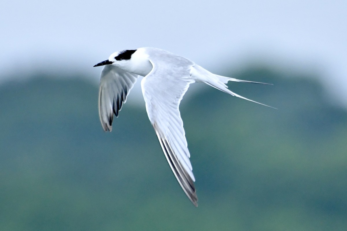 Common Tern - ML620222627