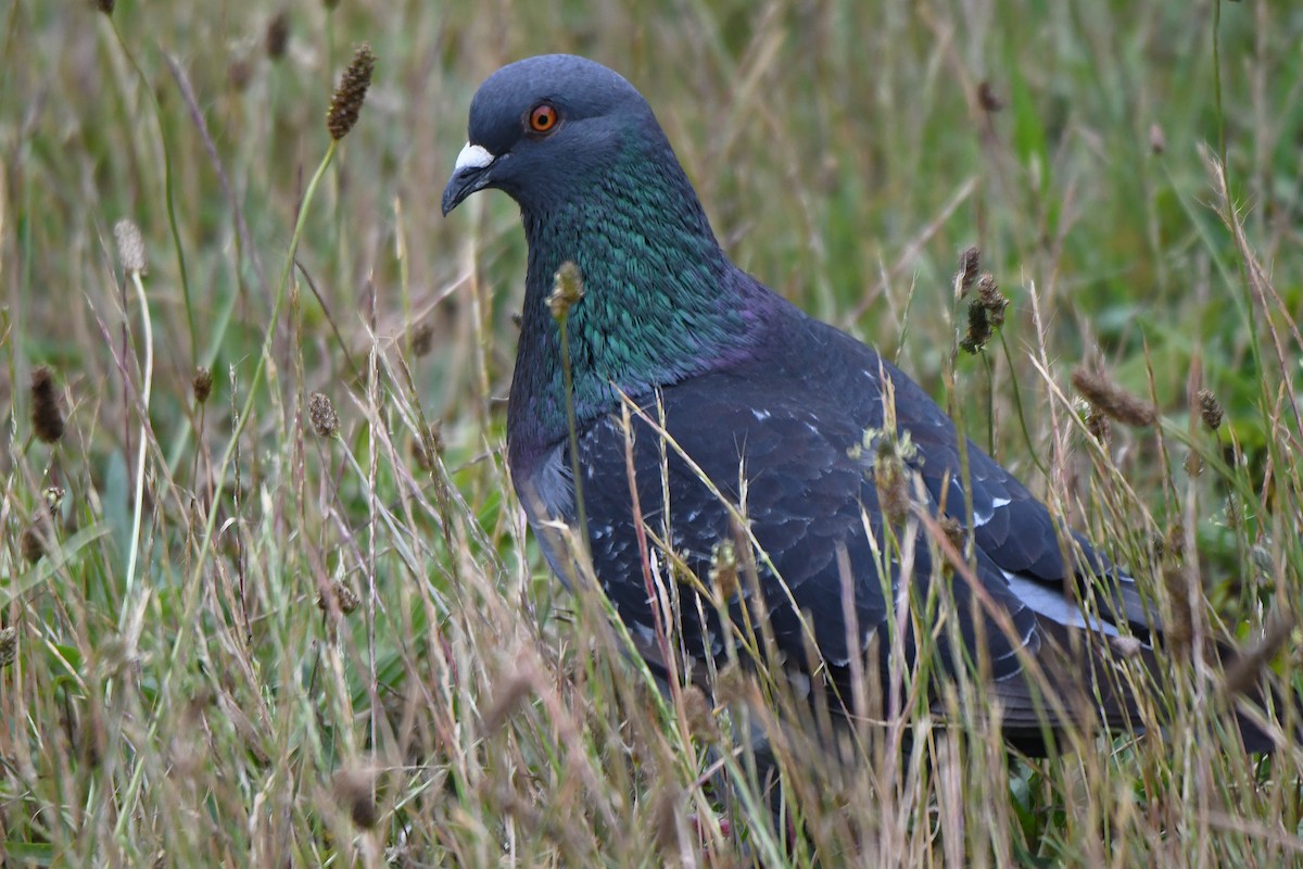 Rock Pigeon (Feral Pigeon) - ML620222634