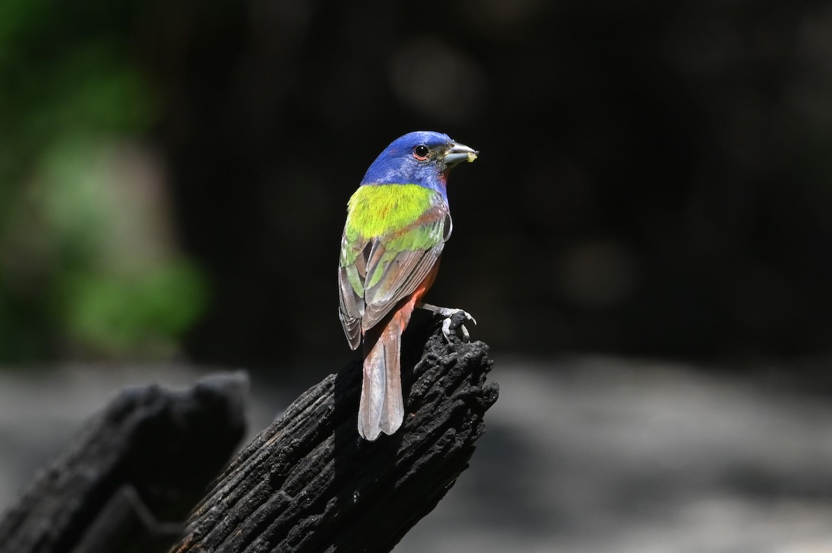 Painted Bunting - ML620222636