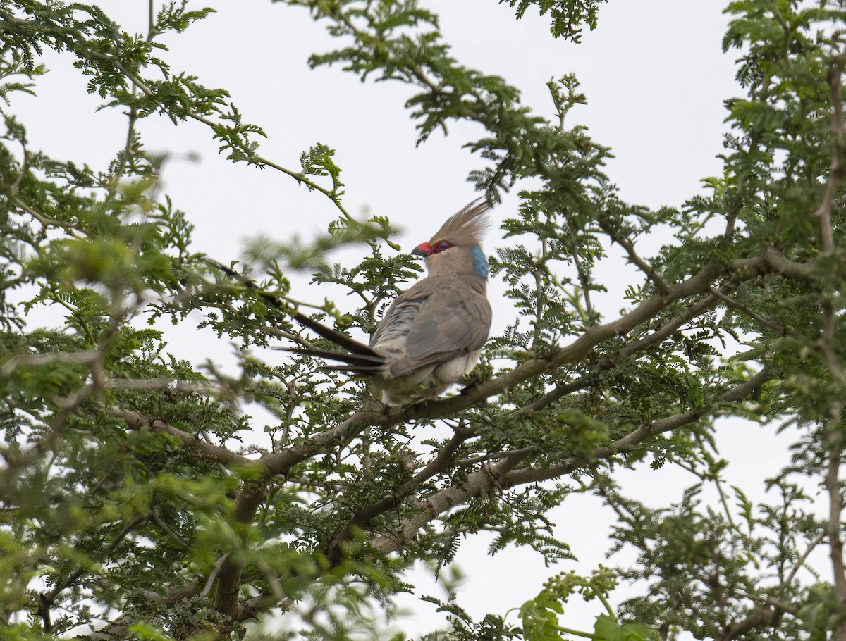 Blue-naped Mousebird - ML620222637