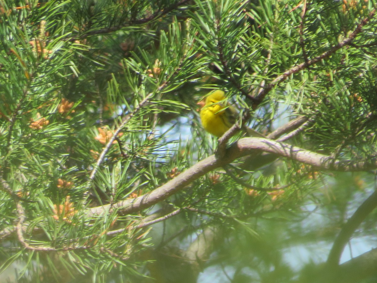 Prairie Warbler - ML620222641