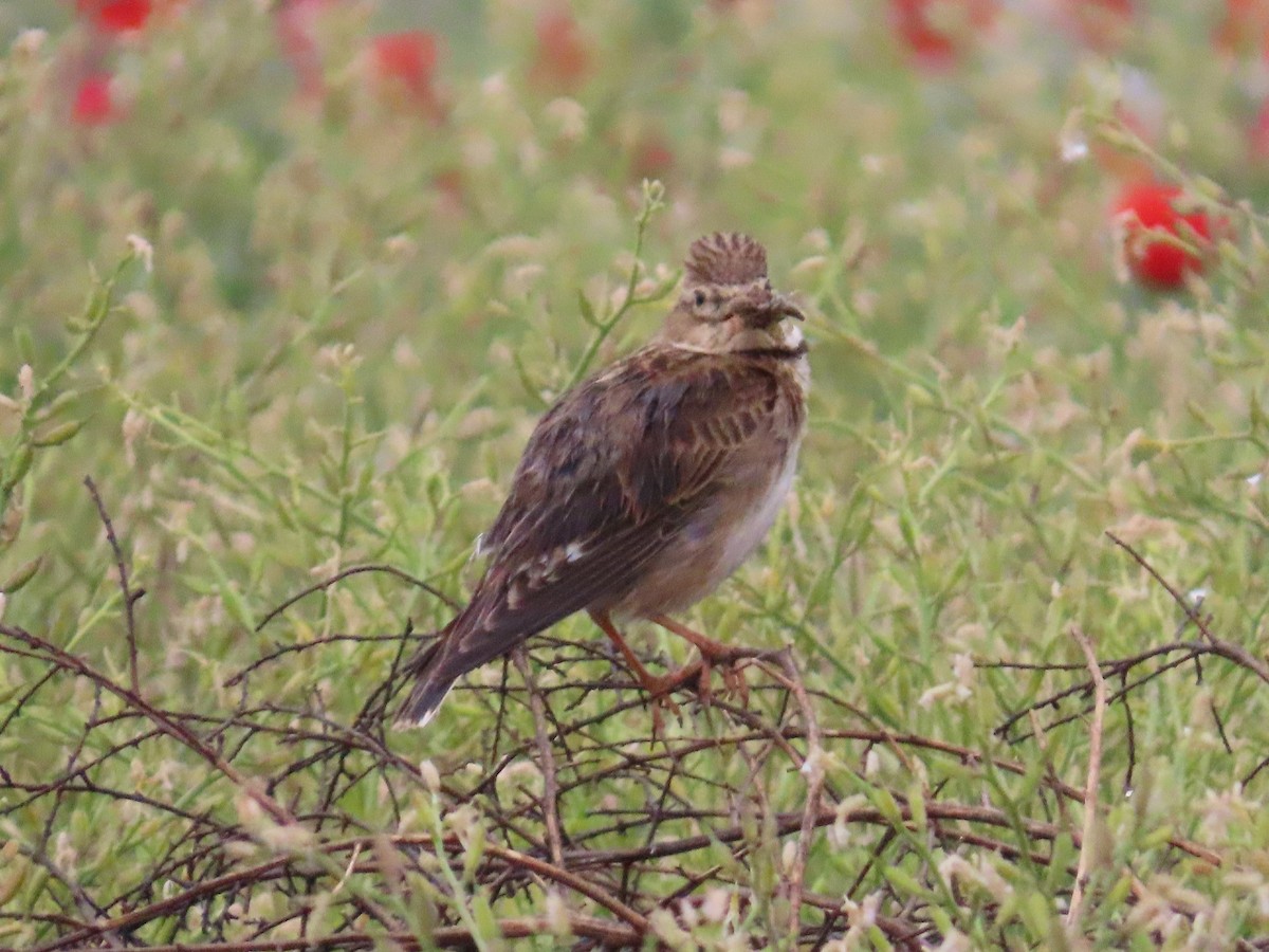 Crested Lark - ML620222645