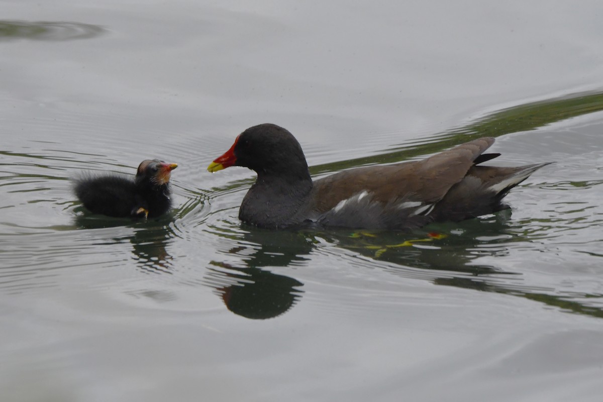 Eurasian Moorhen - Mário Estevens