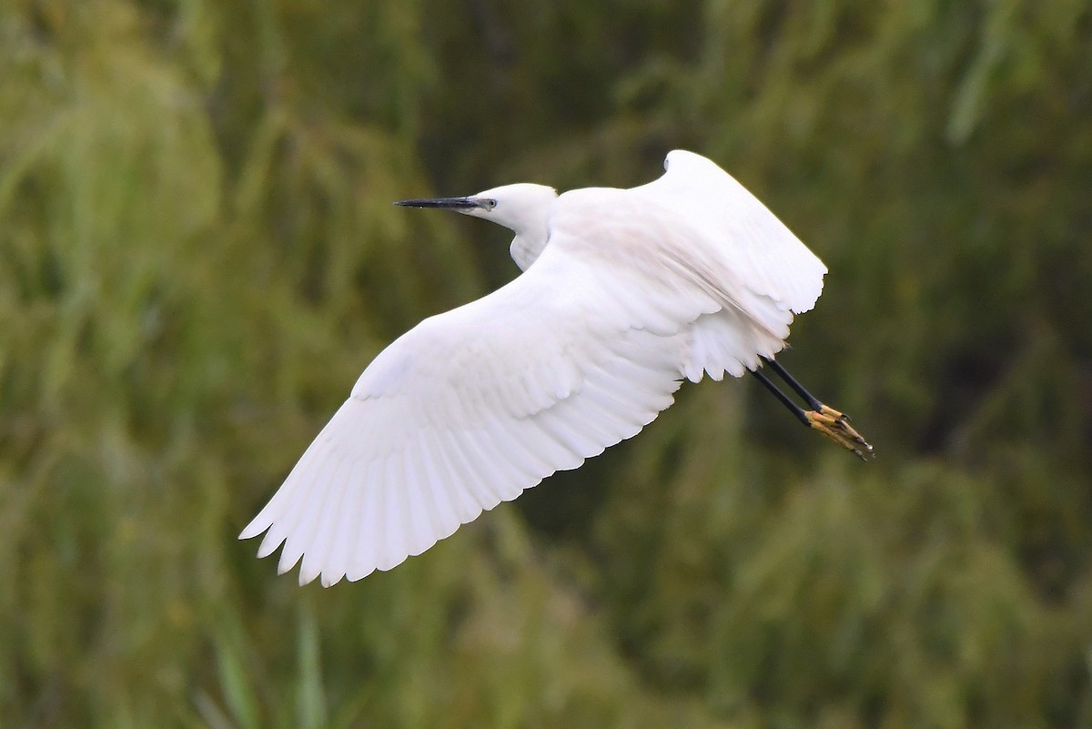 Little Egret - ML620222652