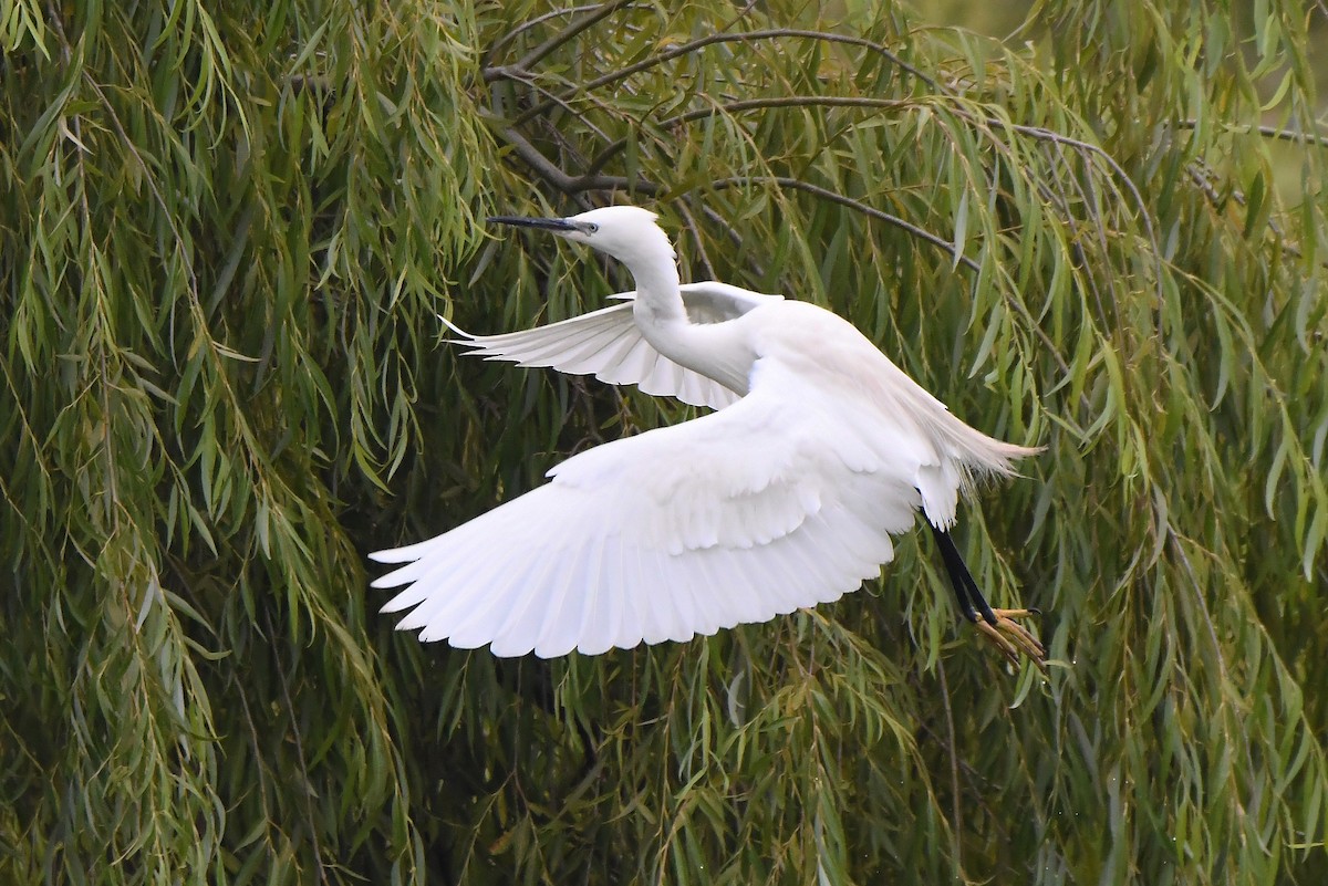 Little Egret - ML620222654