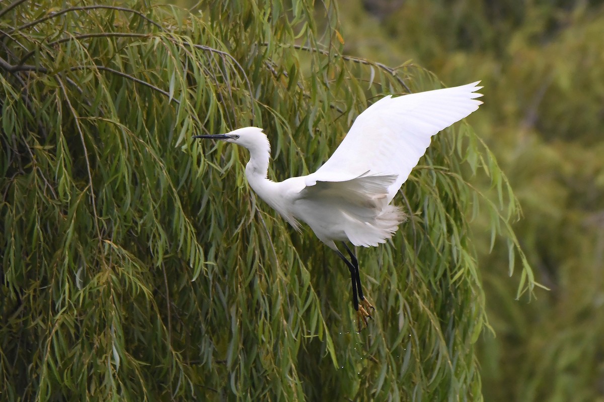 Little Egret - Mário Estevens