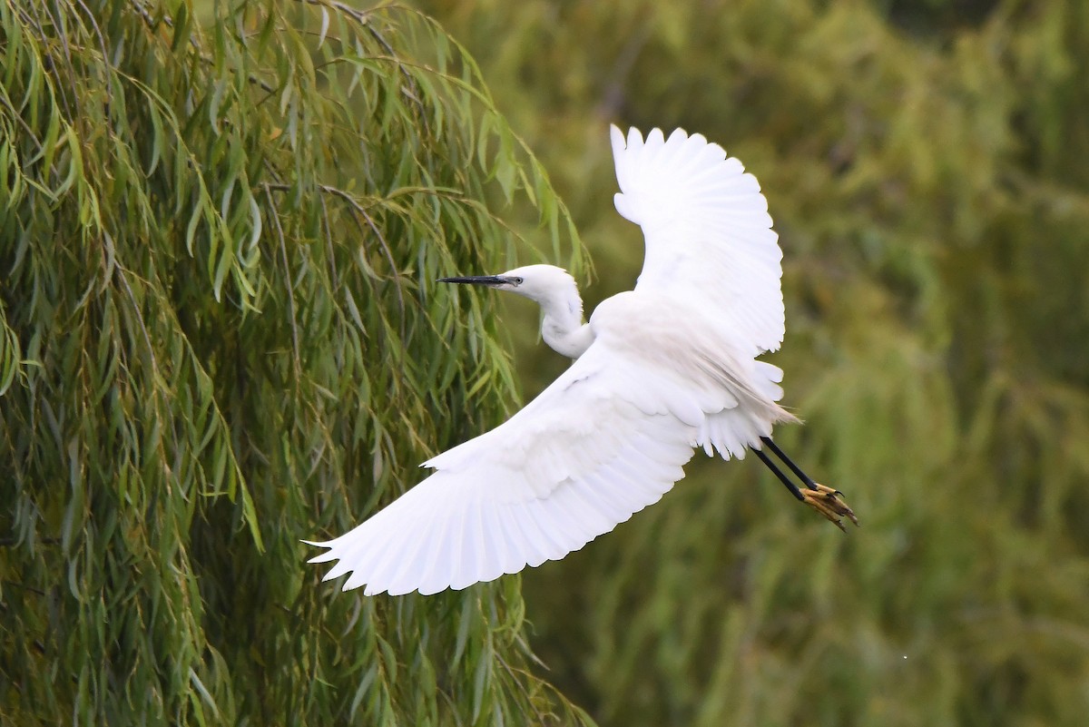 Little Egret - ML620222656