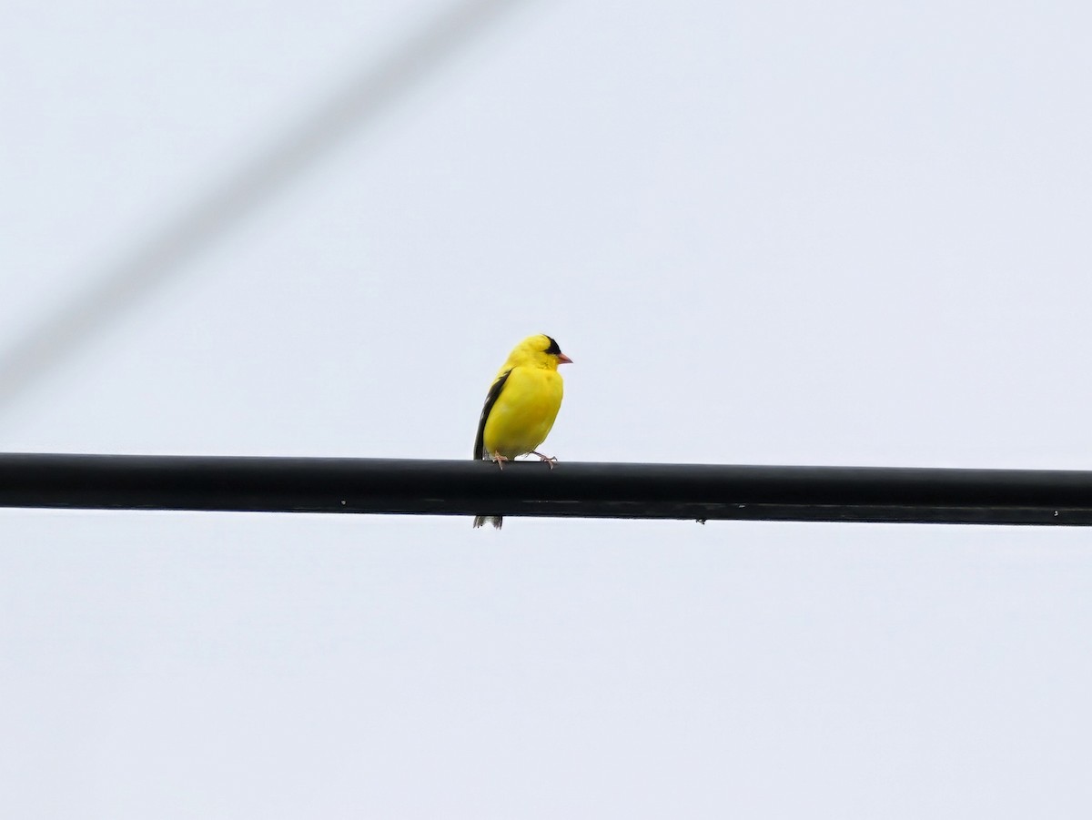 American Goldfinch - ML620222664