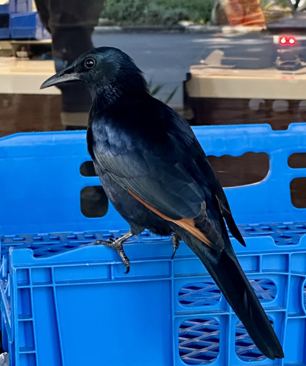 Red-winged Starling - ML620222666