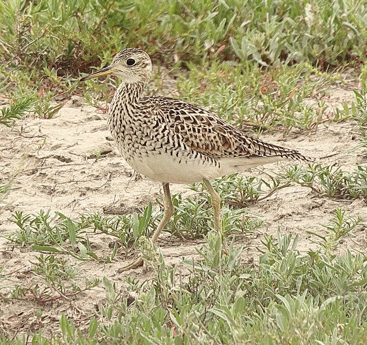 Upland Sandpiper - ML620222681