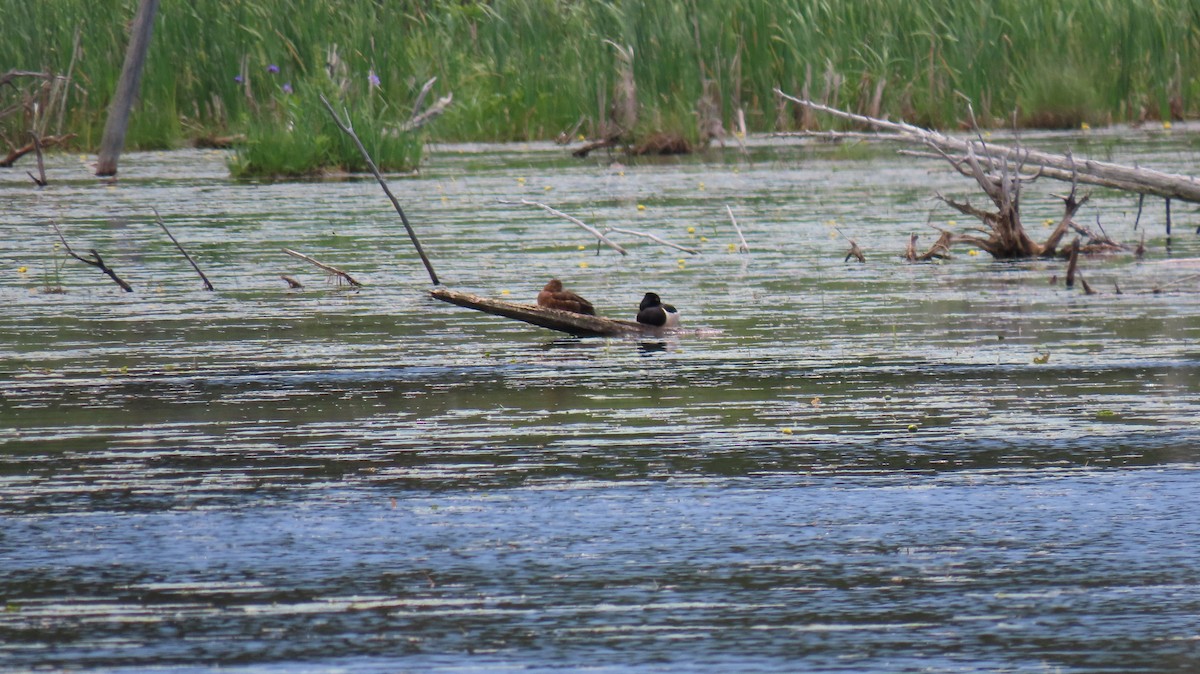 Ring-necked Duck - ML620222693