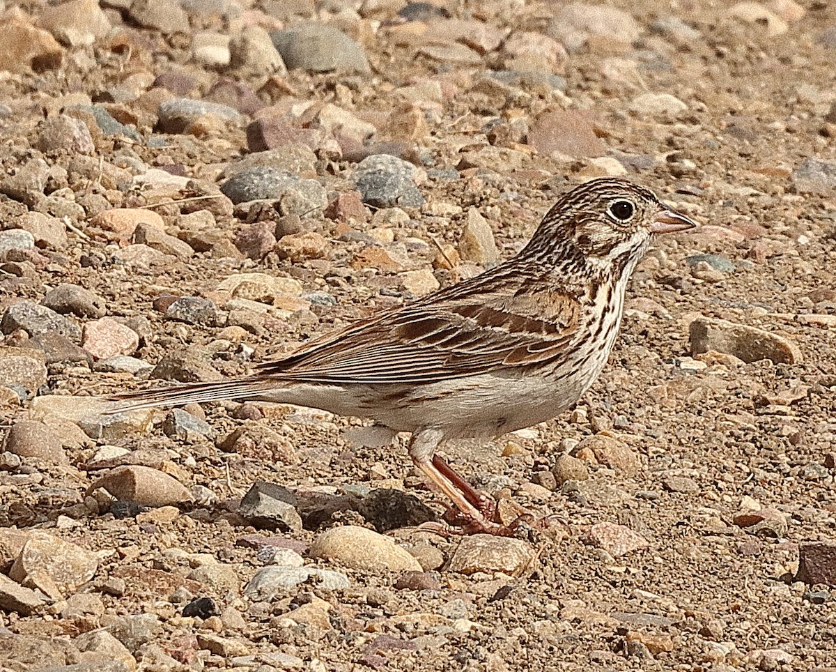 Vesper Sparrow - ML620222701
