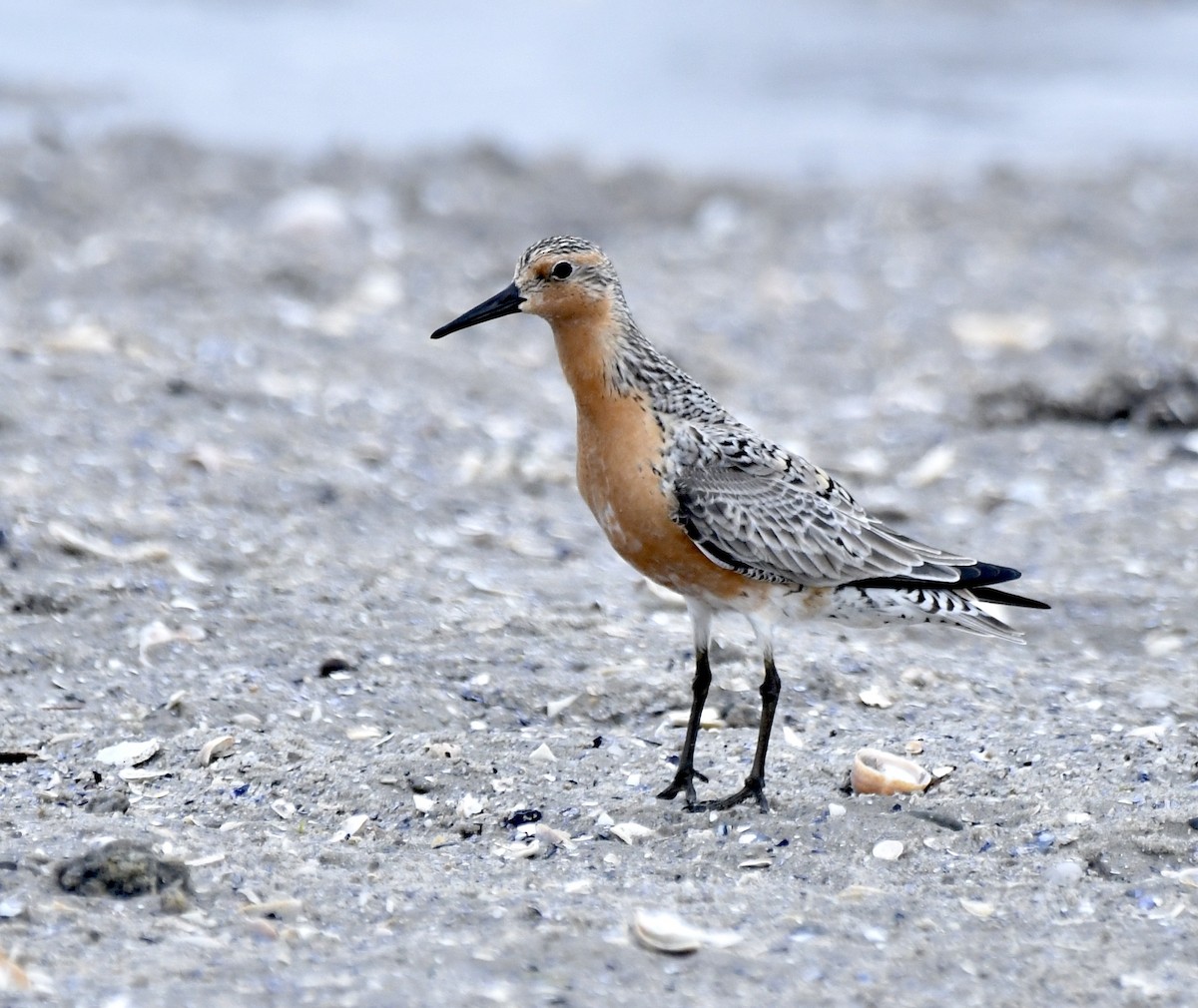 Red Knot - ML620222706