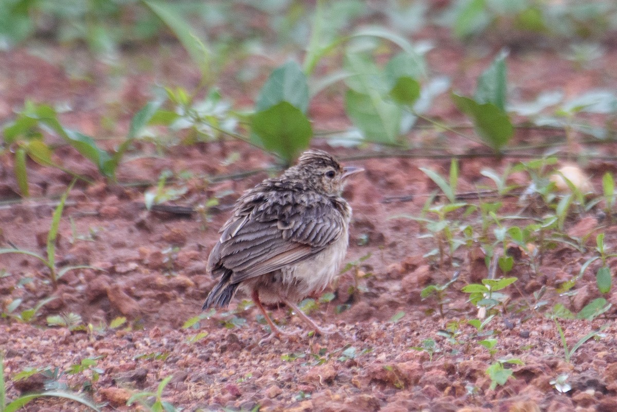 Jerdon's Bushlark - ML620222709