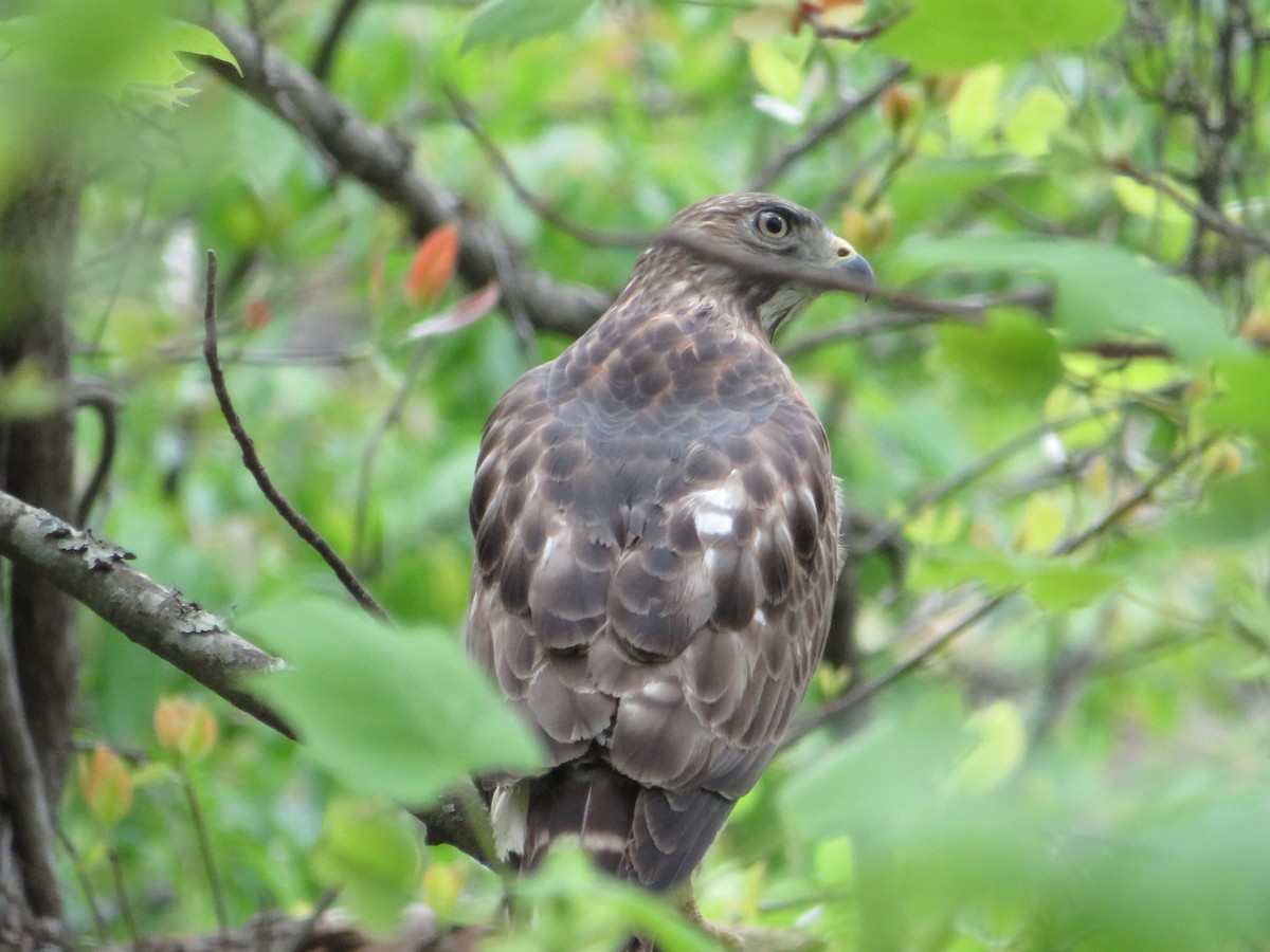 Broad-winged Hawk - ML620222711