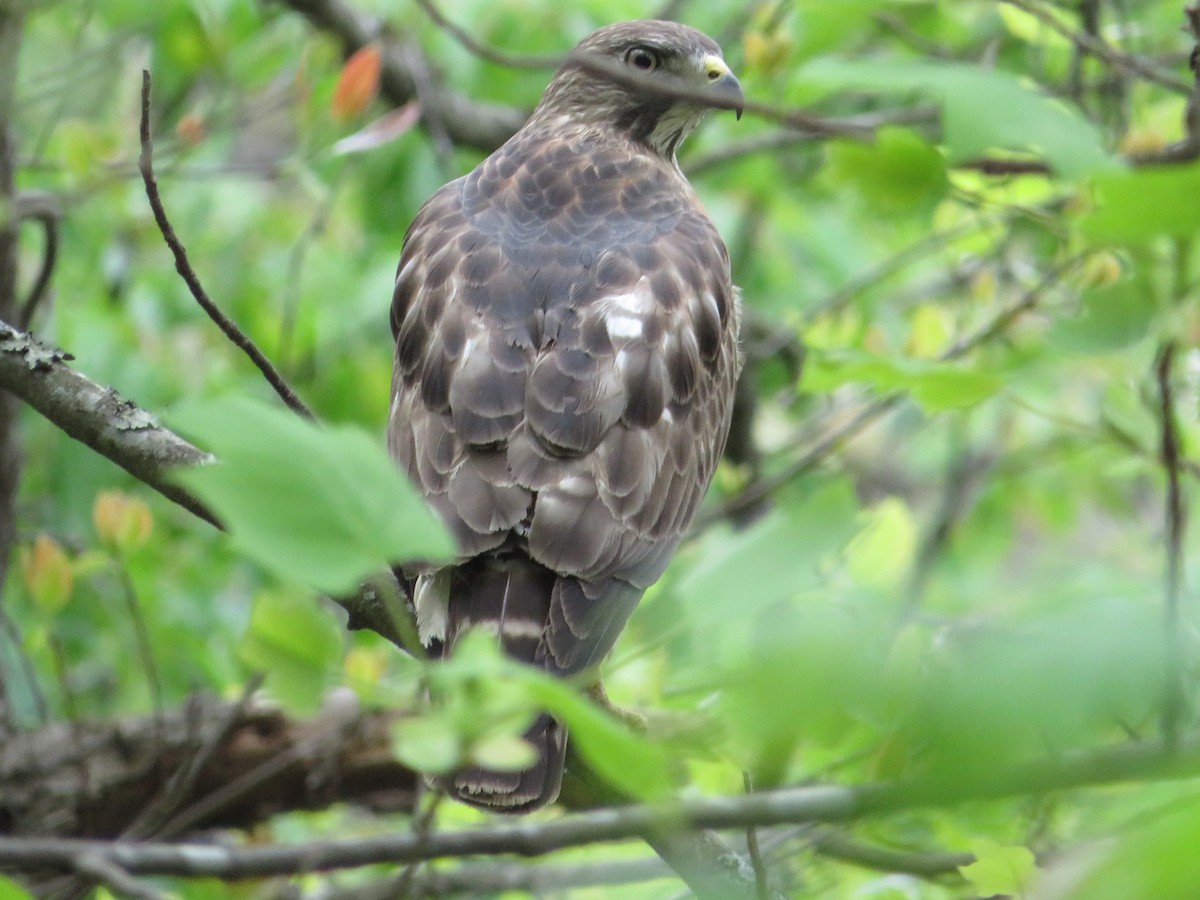 Broad-winged Hawk - ML620222713