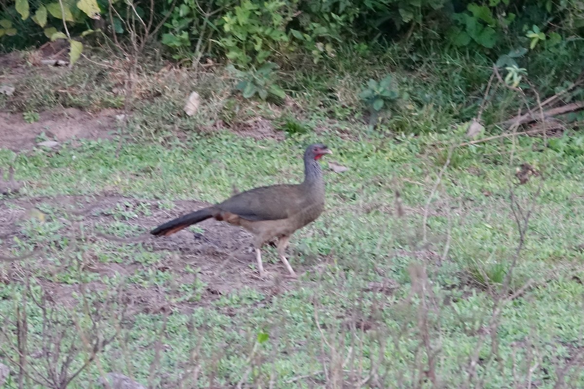 Chachalaca Charata - ML620222715