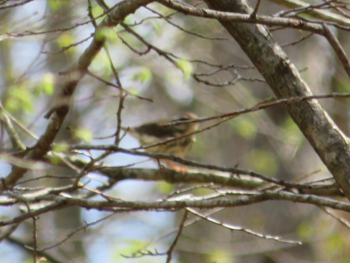 Louisiana Waterthrush - ML620222716