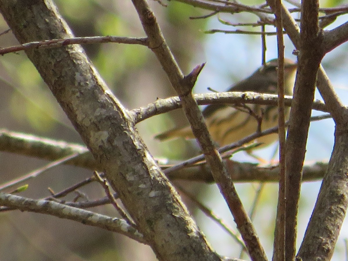 Louisiana Waterthrush - ML620222717