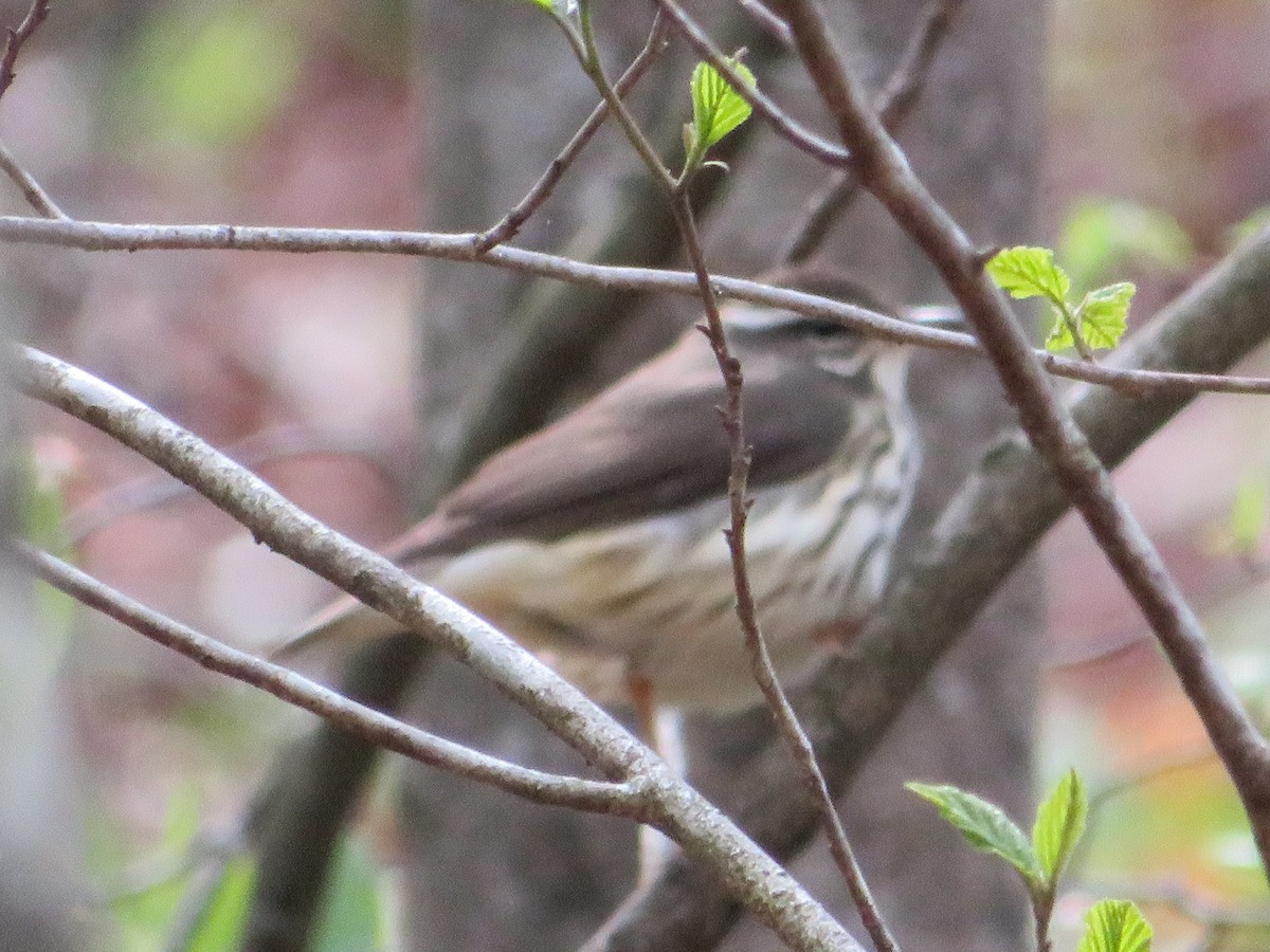 Louisiana Waterthrush - ML620222718