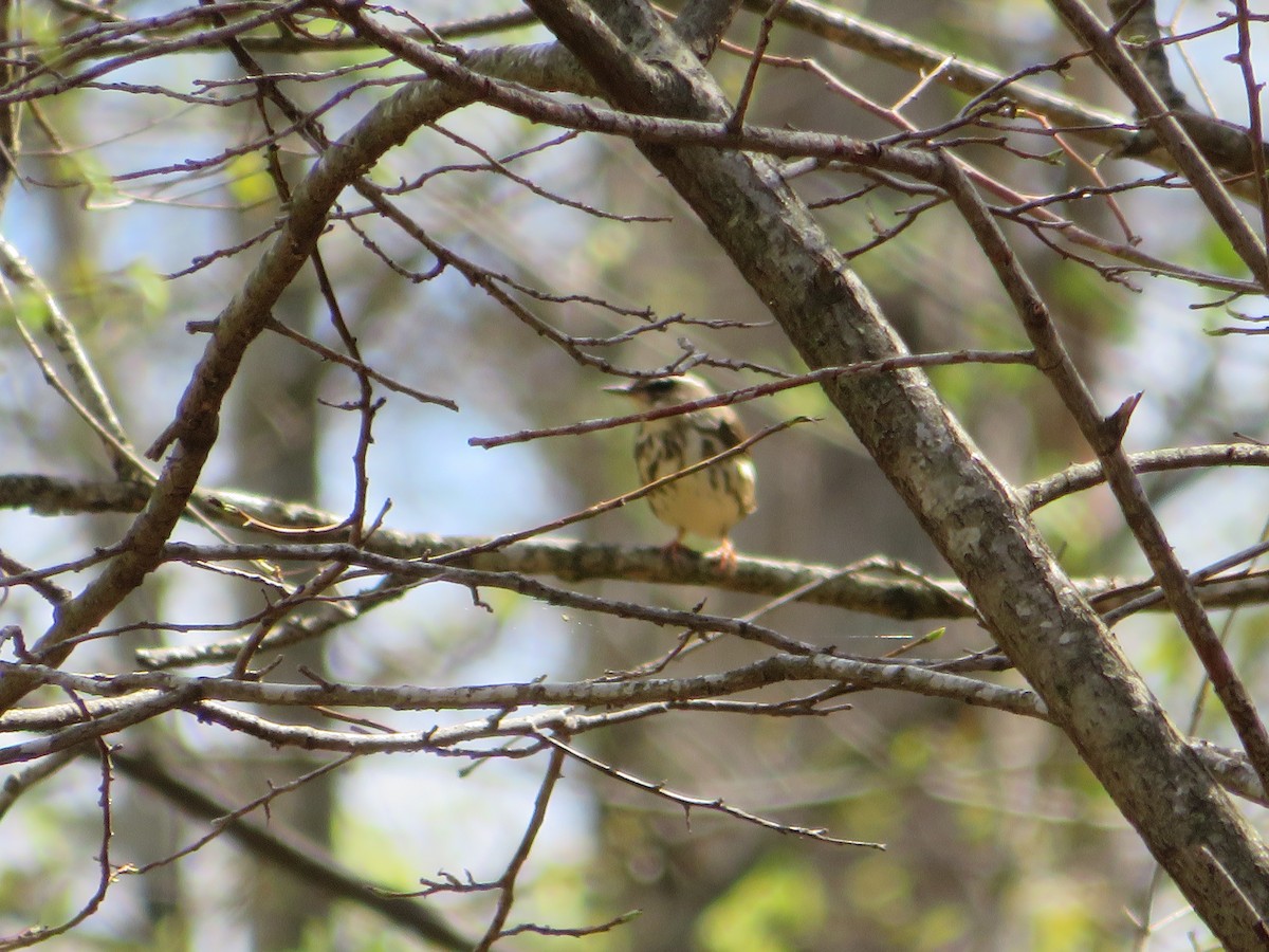 Louisiana Waterthrush - ML620222719