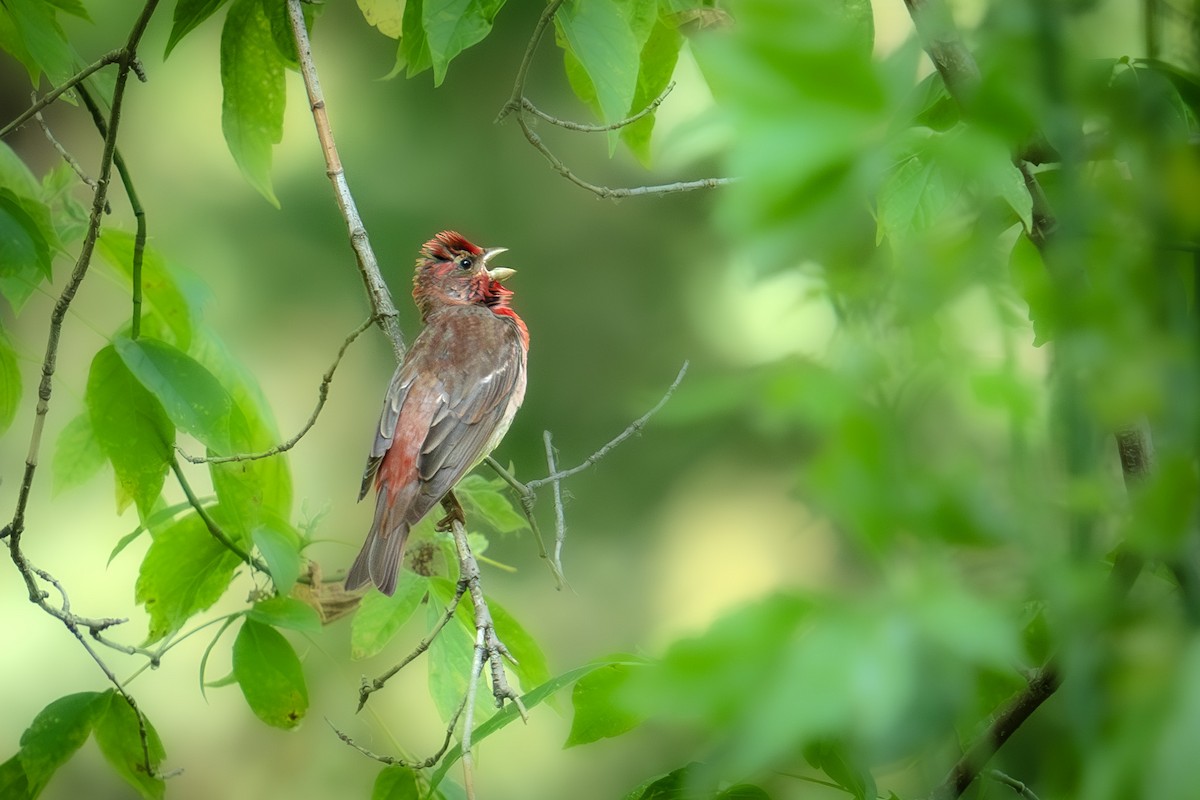 Common Rosefinch - Levent Uysal