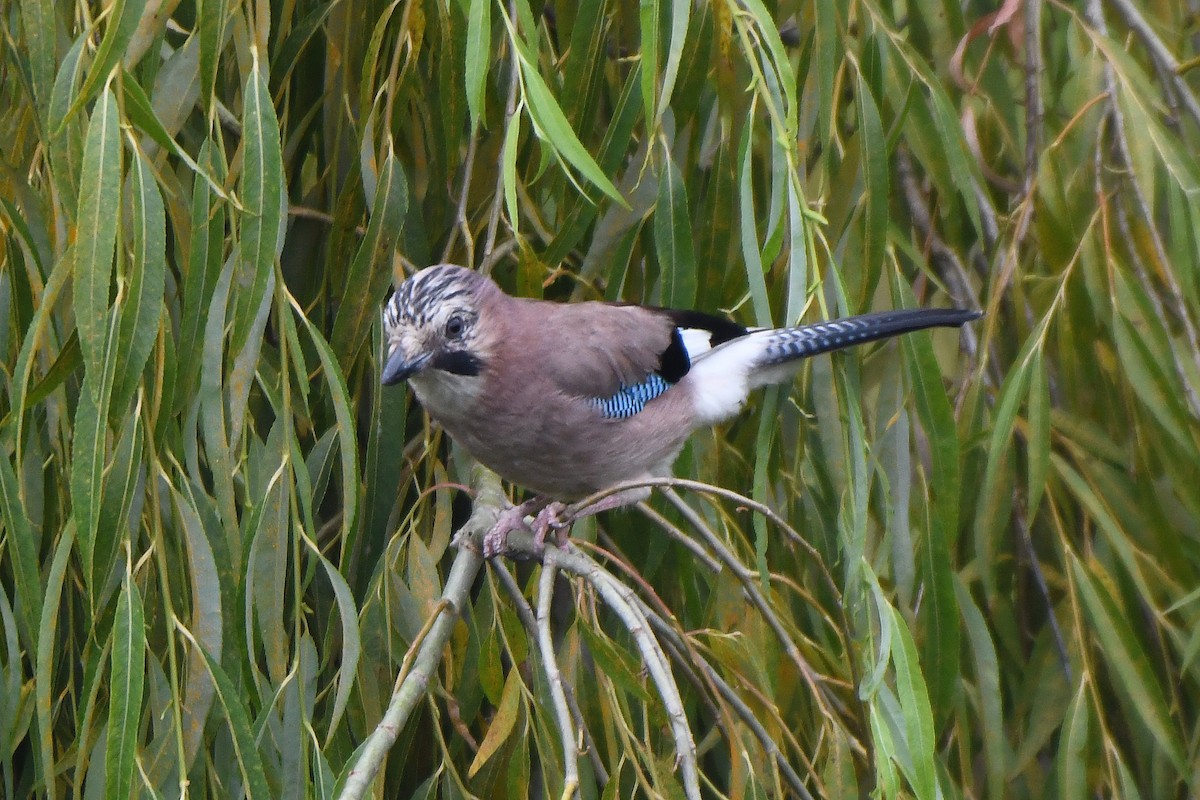 Eurasian Jay - Mário Estevens