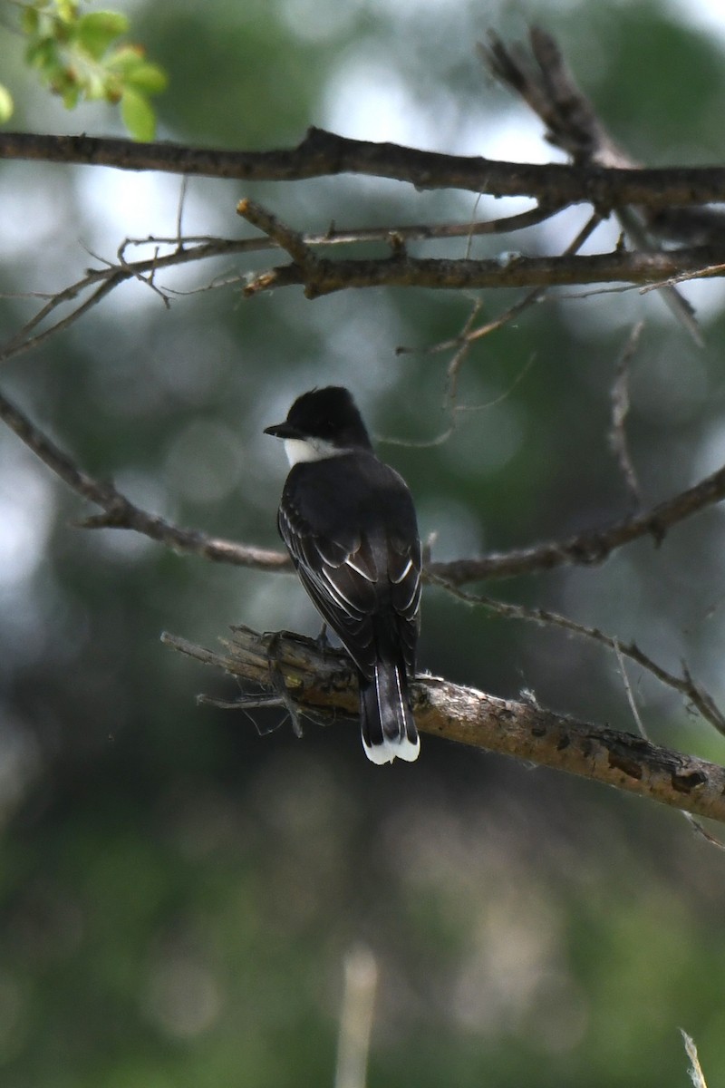 Eastern Kingbird - ML620222741