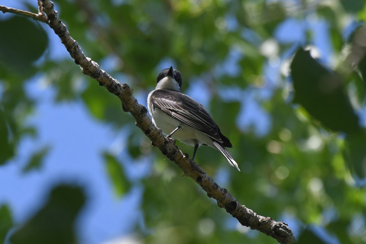 Eastern Kingbird - ML620222742