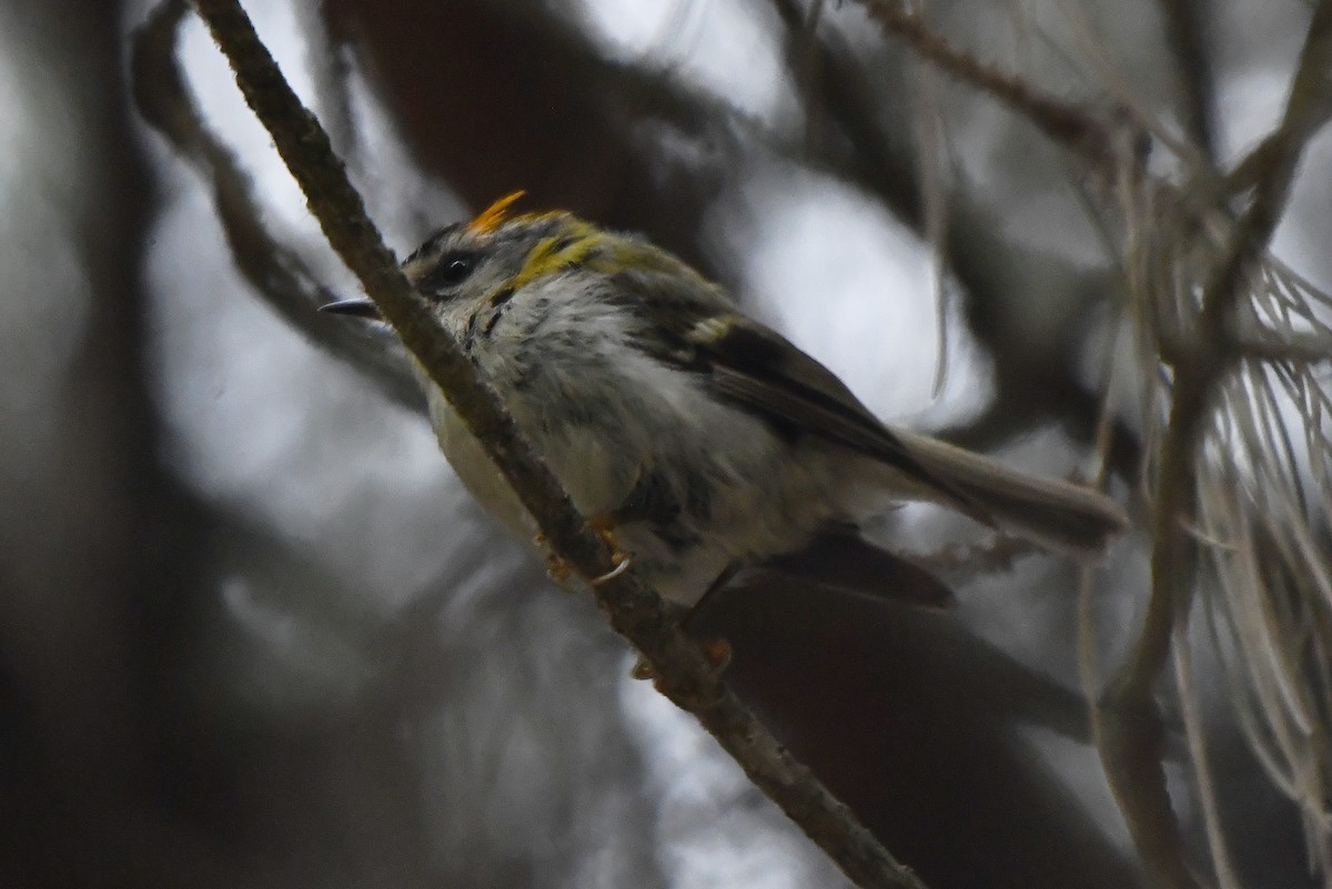 Common Firecrest - Mário Estevens