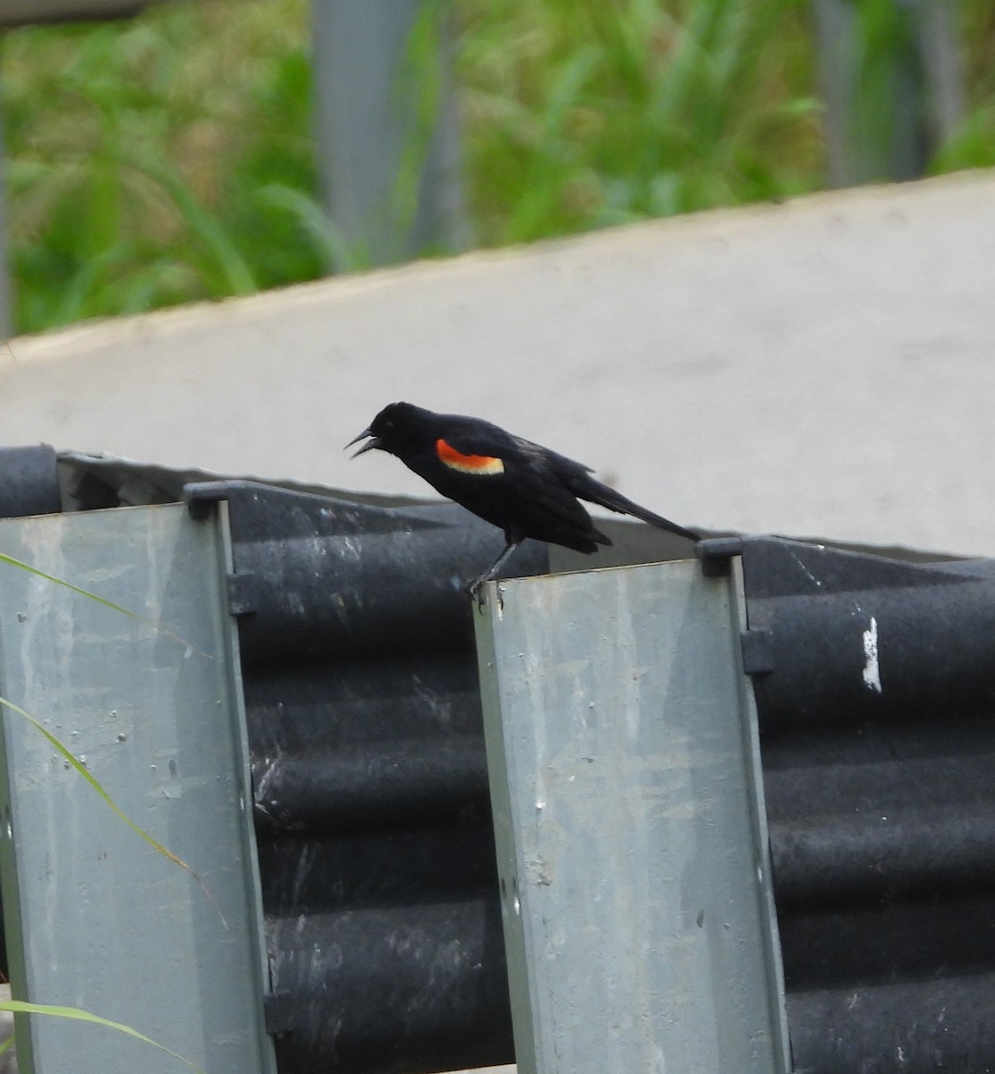 Red-winged Blackbird - ML620222752