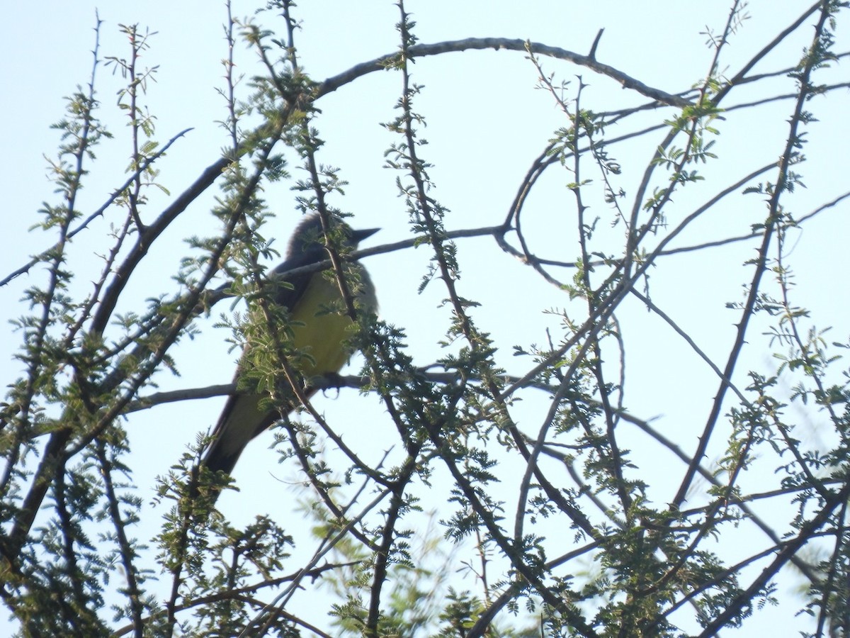 Cassin's Kingbird - ML620222754