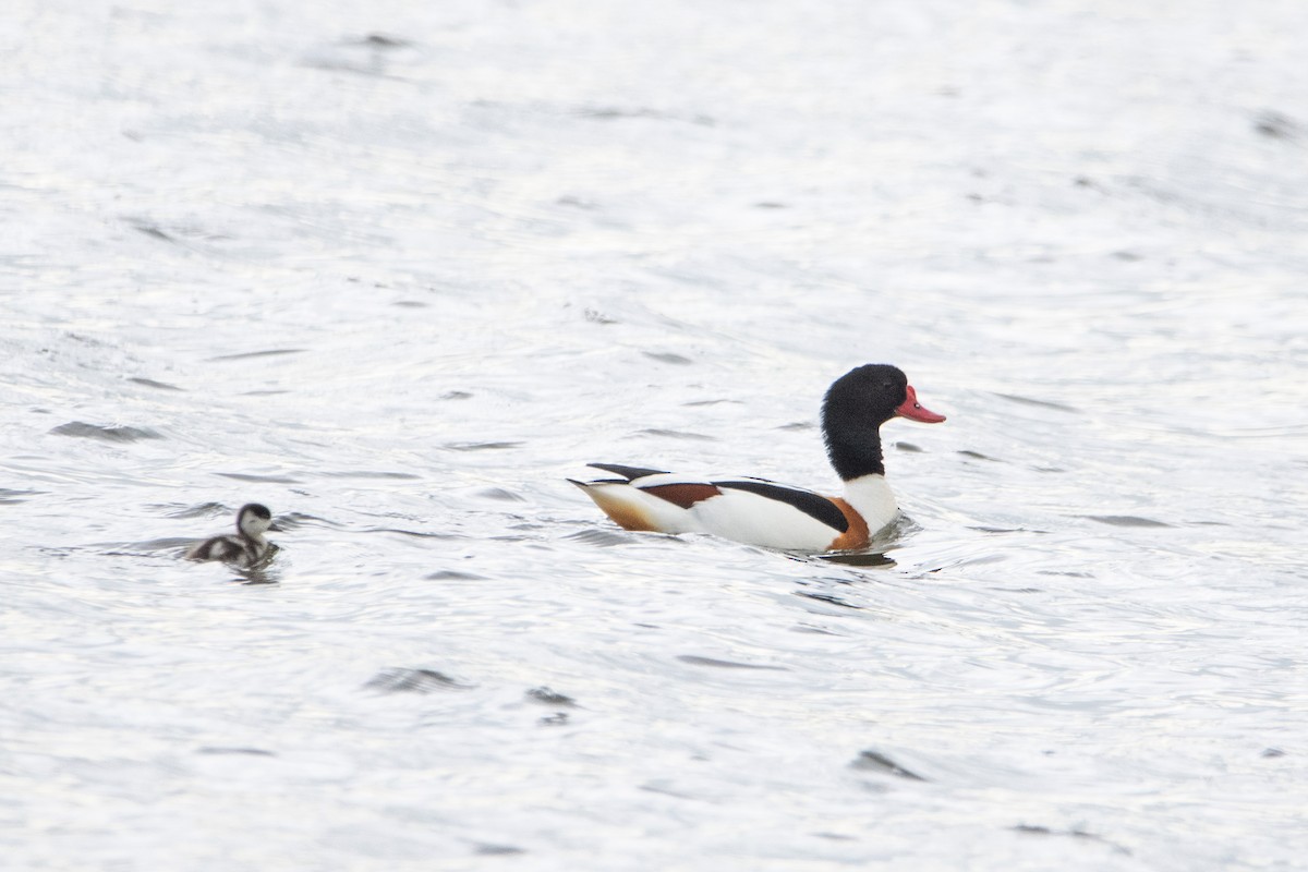 Common Shelduck - ML620222756