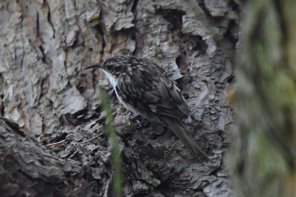 Short-toed Treecreeper - ML620222757