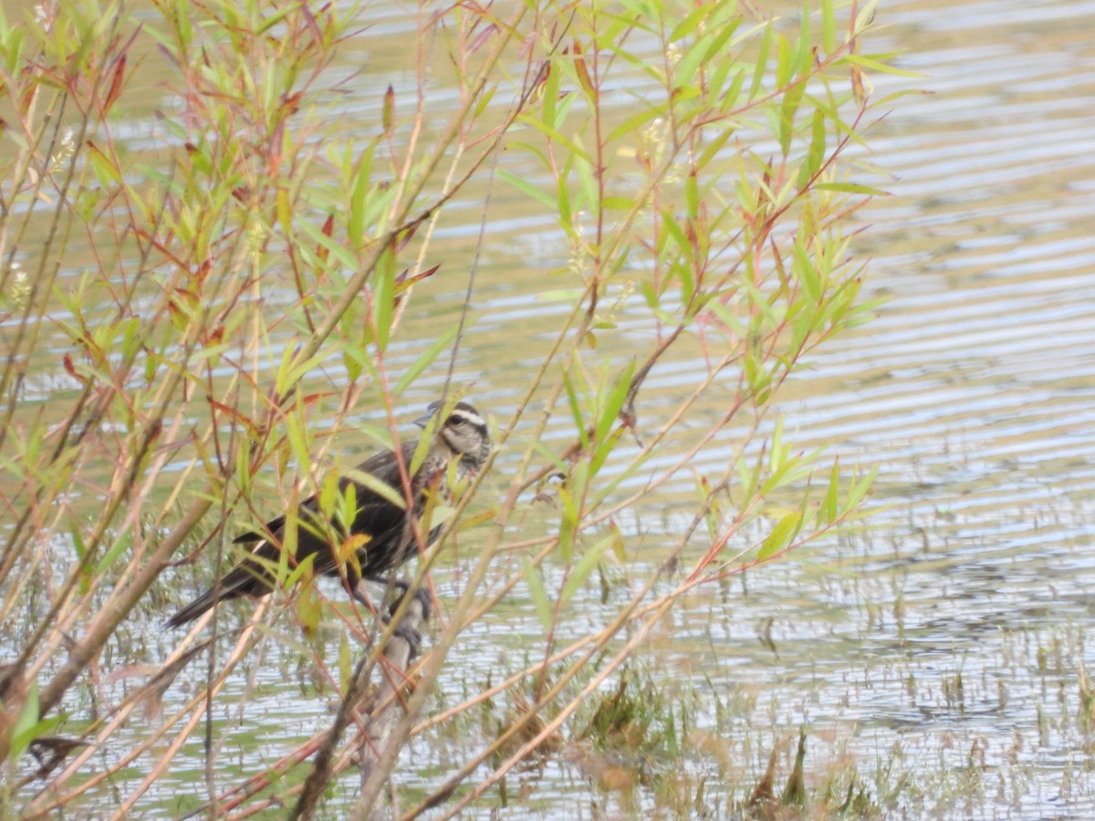 Red-winged Blackbird - ML620222762