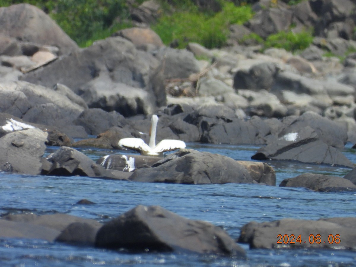 American White Pelican - ML620222768