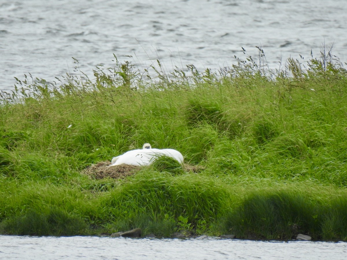 Mute Swan - ML620222770