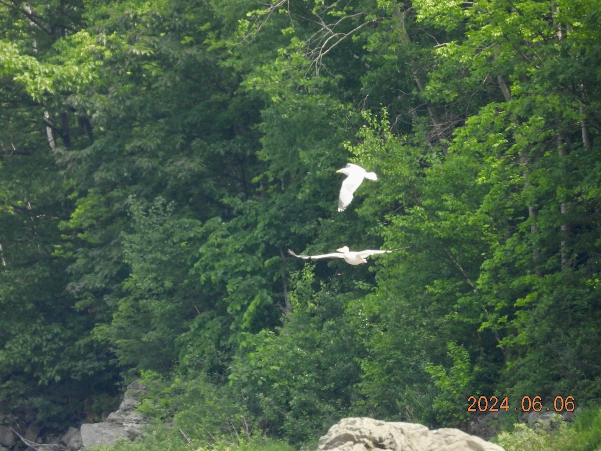 American White Pelican - ML620222774