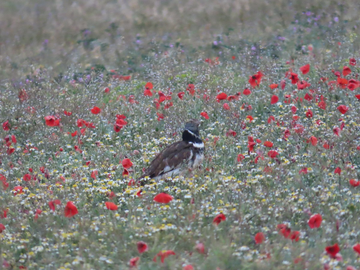 Little Bustard - ML620222776