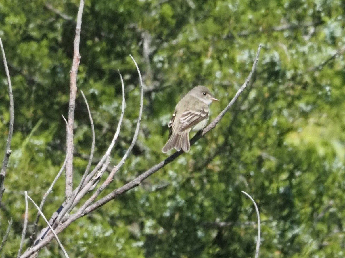 Willow Flycatcher - ML620222790